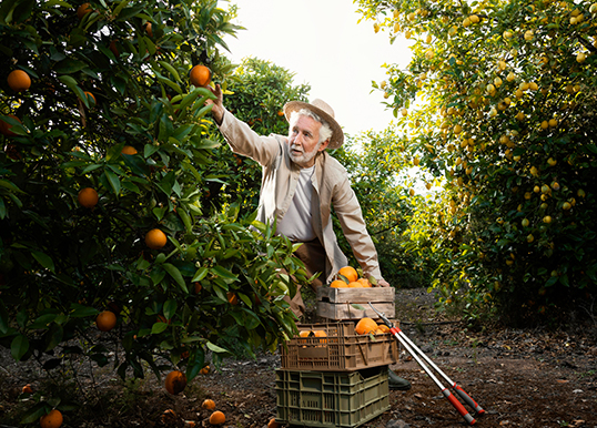 Two-Side Open Variety of Fruit trees